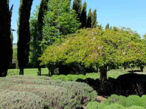 Lavandula garden