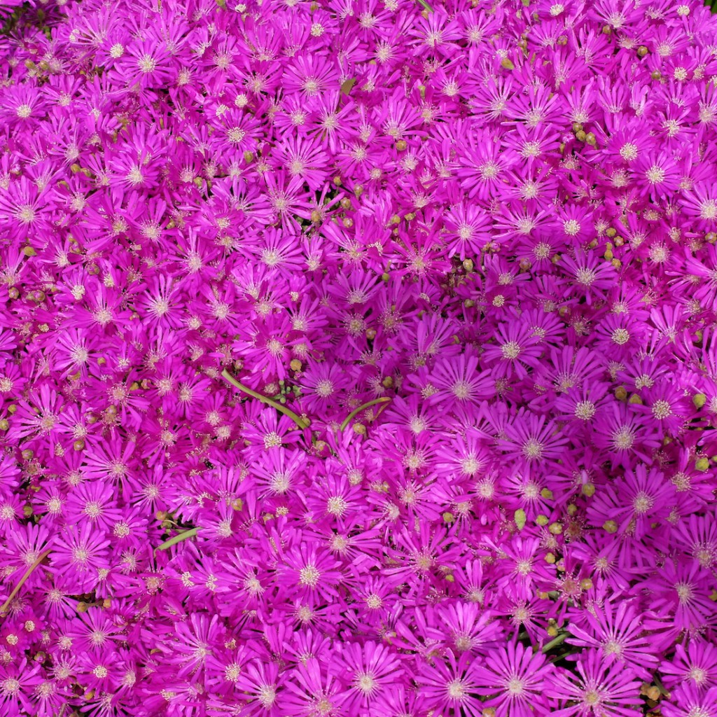 Canberra Lanyon Homestead flowers