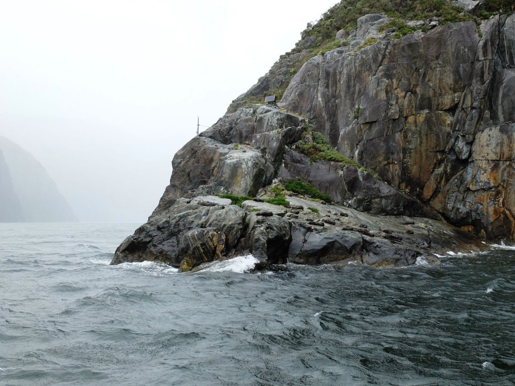 New Zealand Milford Sound rocks