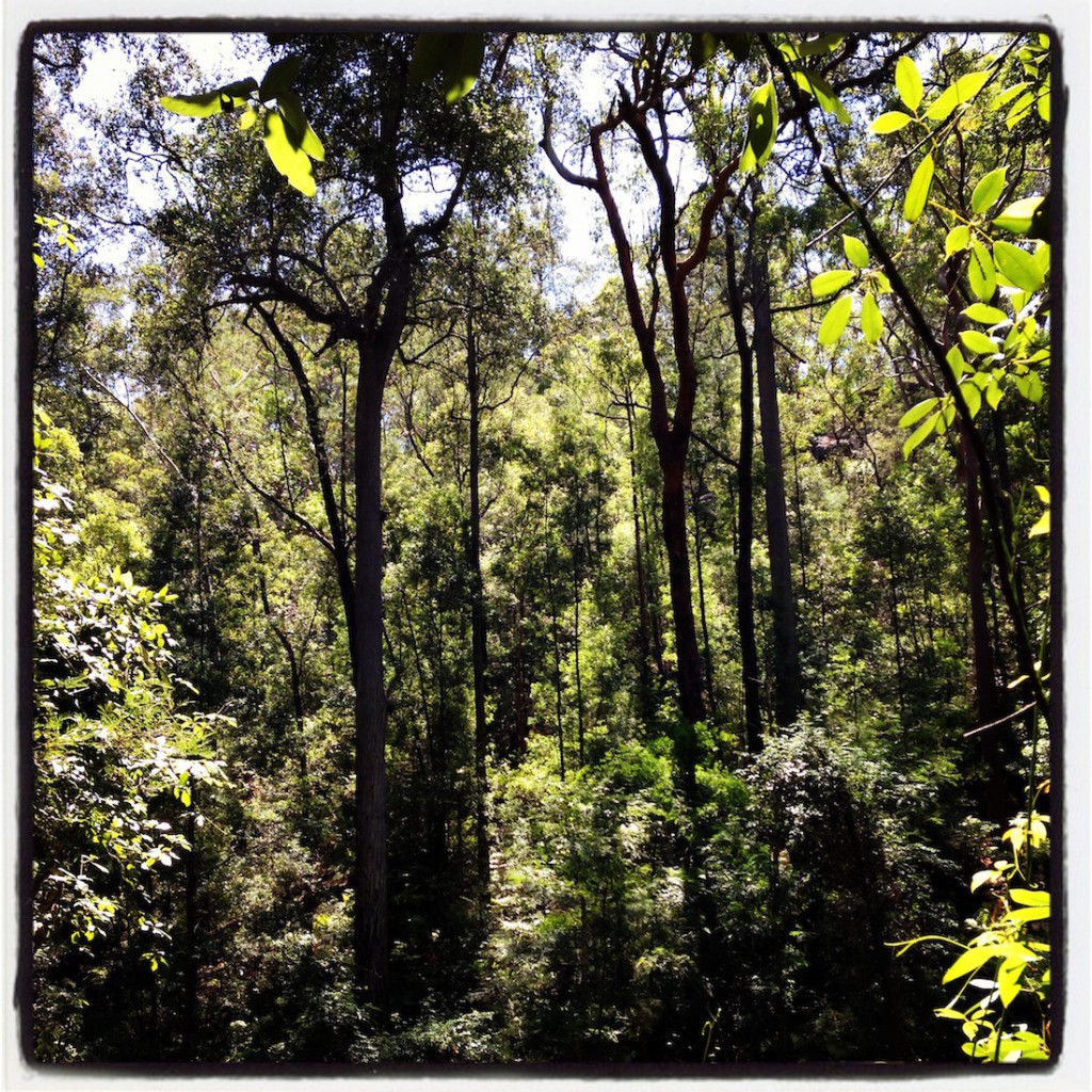 Blue Mountains Red Hands Walking Track a