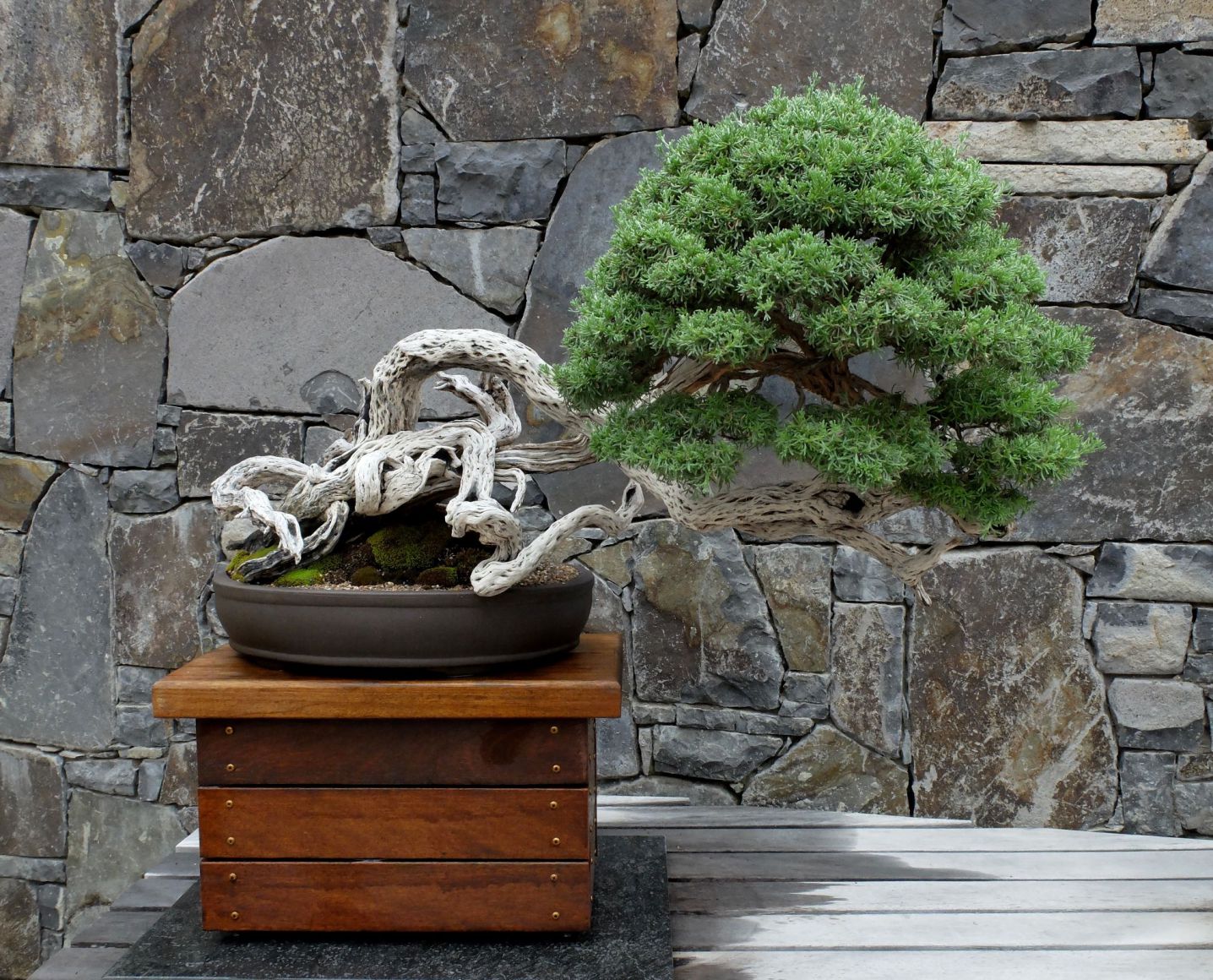 National Bonsai and Penjing Collection, Canberra