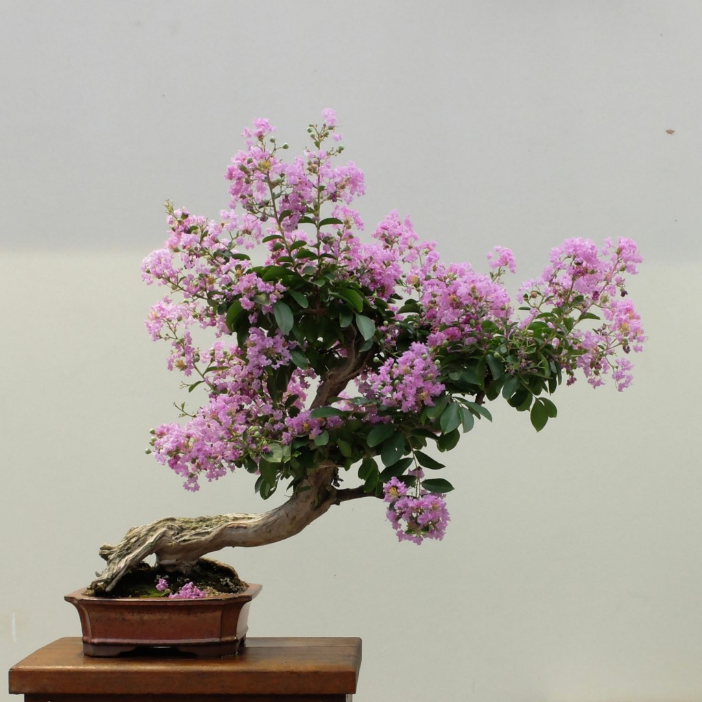 Canberra Aboretum bonsai