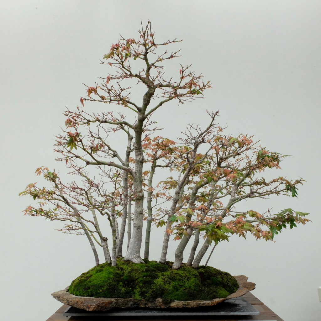 Canberra Aboretum bonsai 2