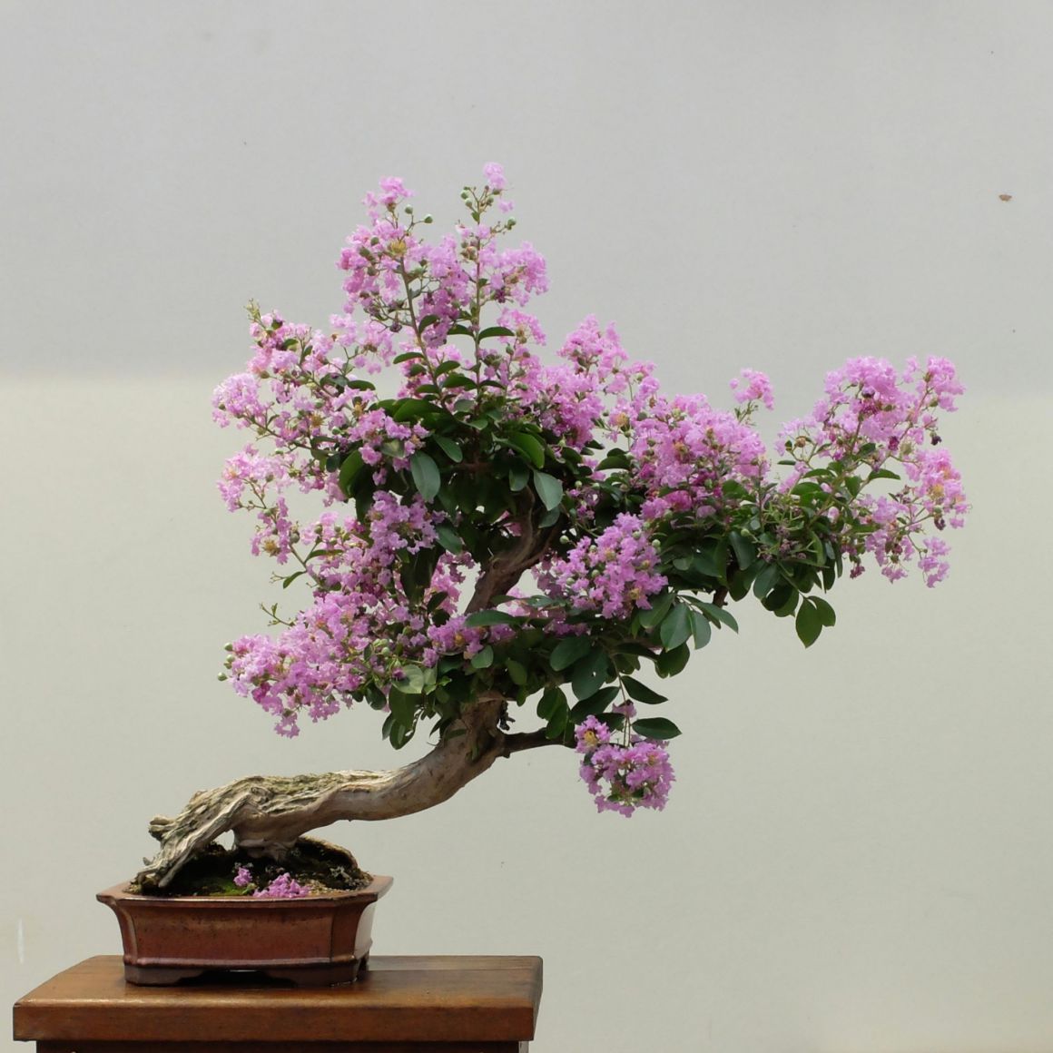 National Bonsai and Penjing Collection, Canberra