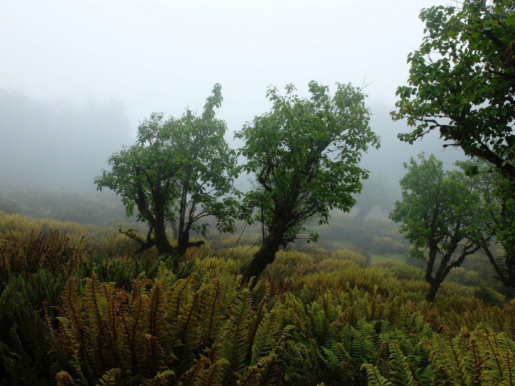 new-zealand-routeburn-track-orchard