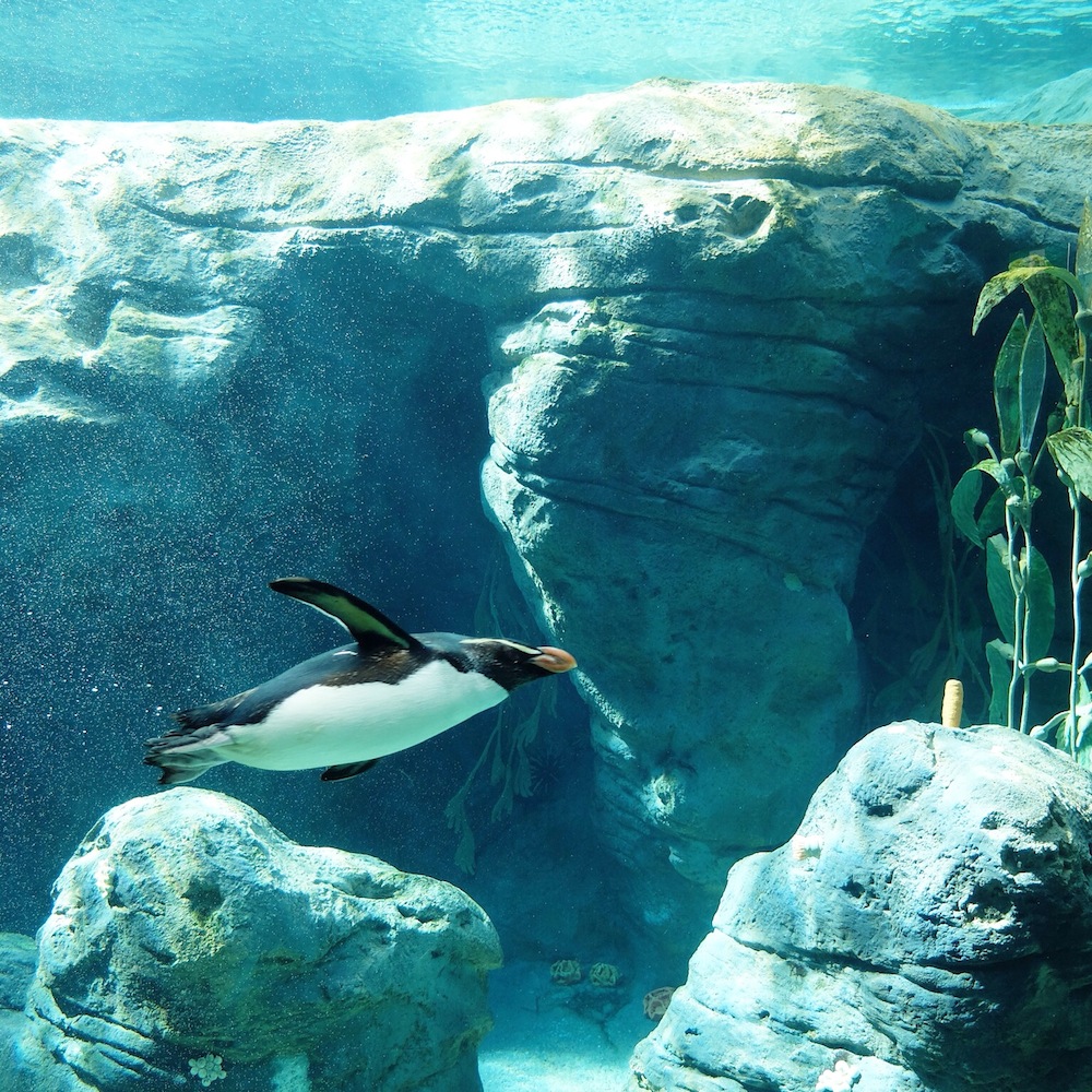 Taronga Zoo Penguin