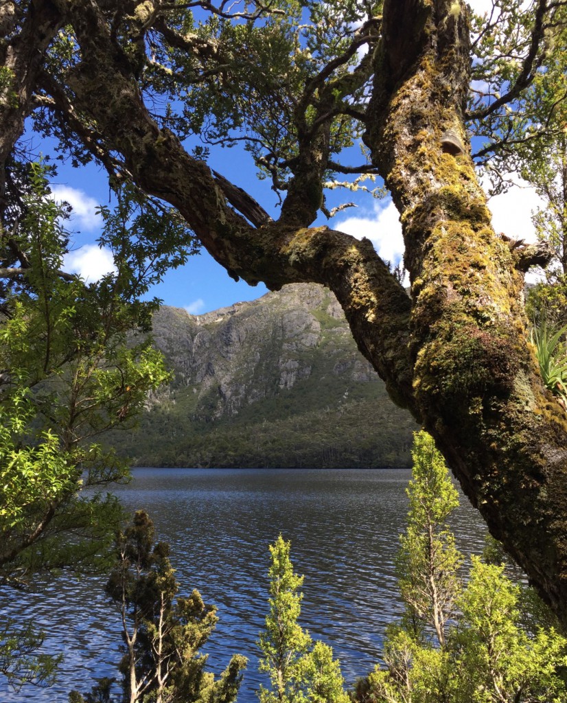 Tasmania Cradle Mountain tree