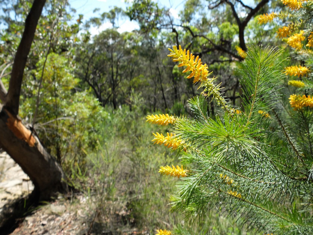 Kuring-gai National Park flowers