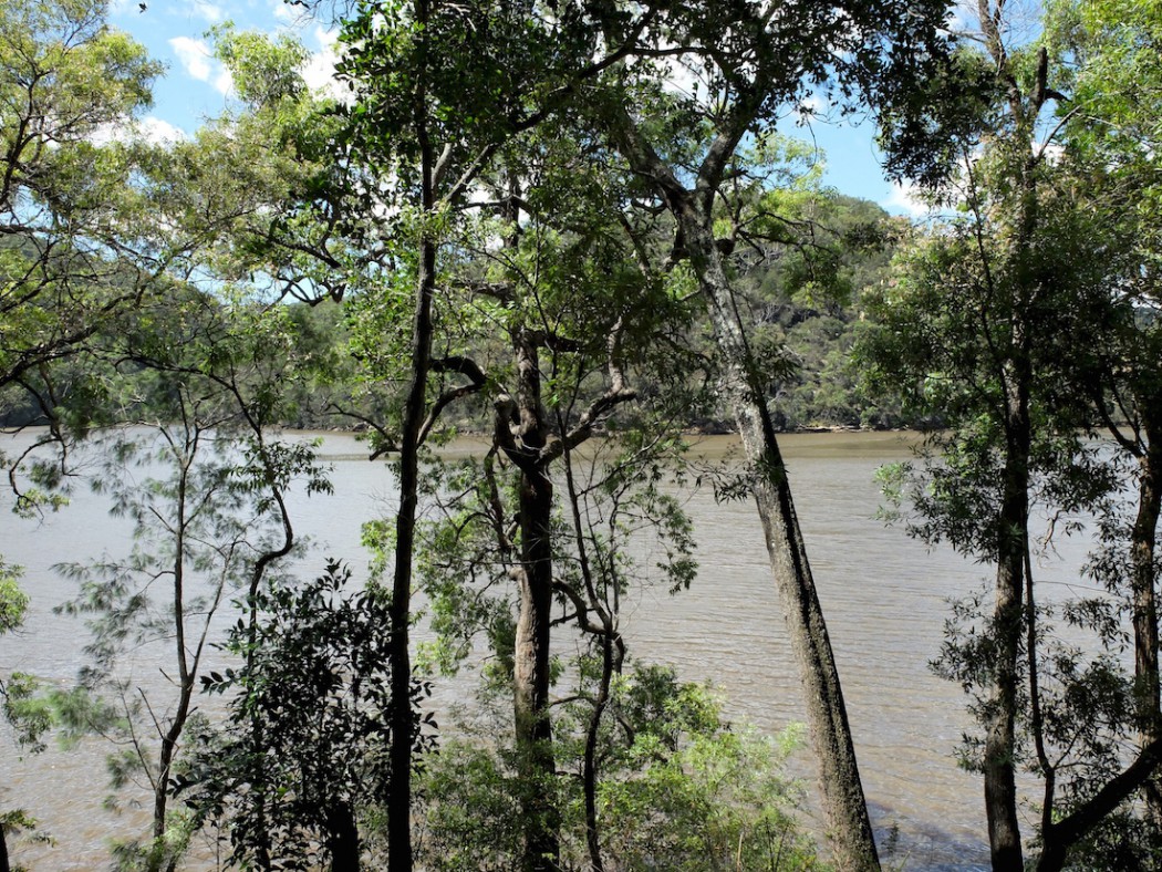 Kuring-gai National Park river