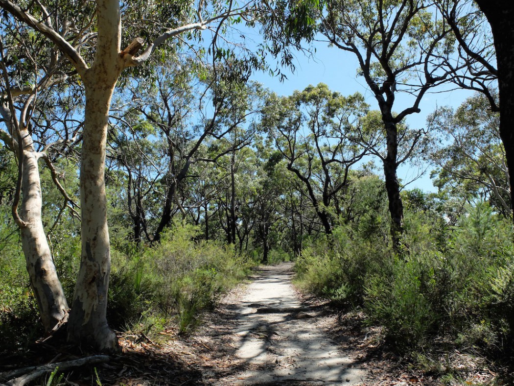 Kuring-gai National Park trail