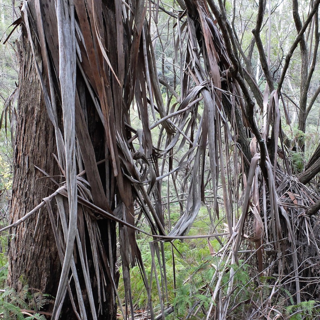 Blue Mountains trees