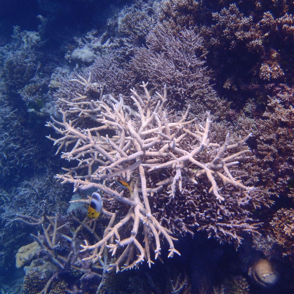 Great Barrier Reef coral