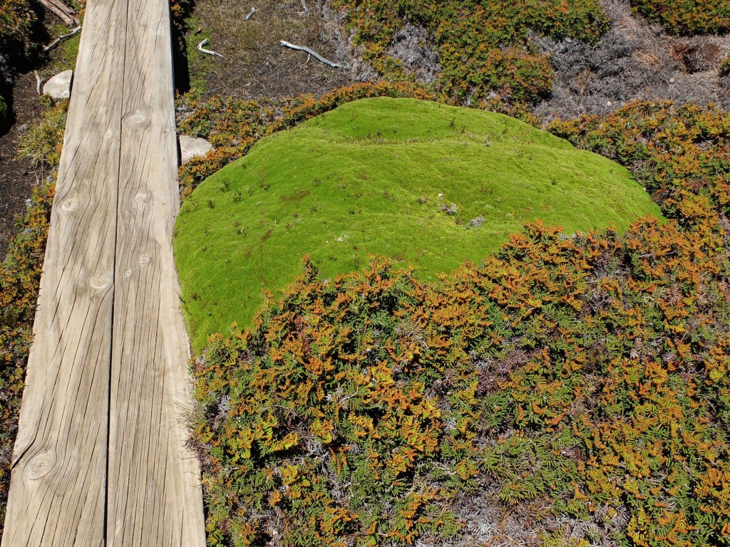 Tasmania Walls of Jerusalem moss