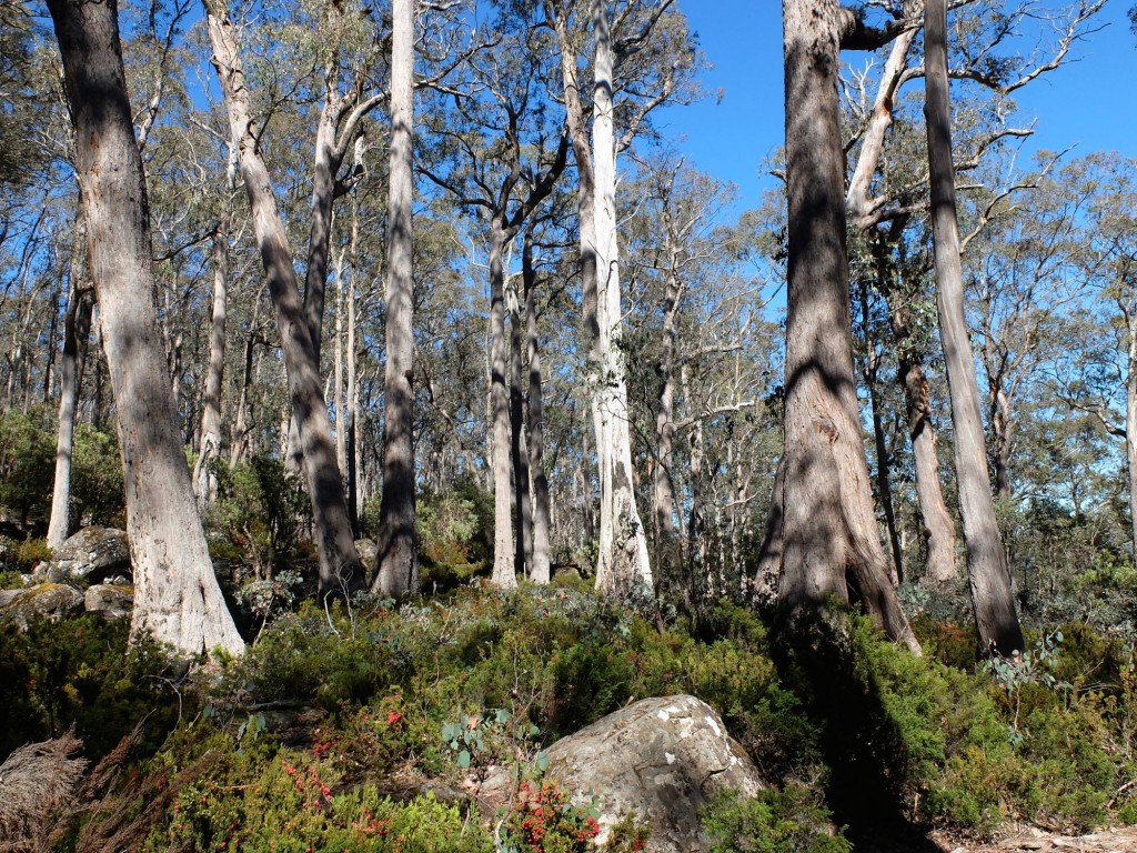 Tasmania Walls of Jerusalem trees