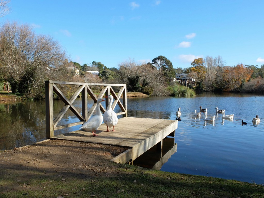 Daylesford laek geese