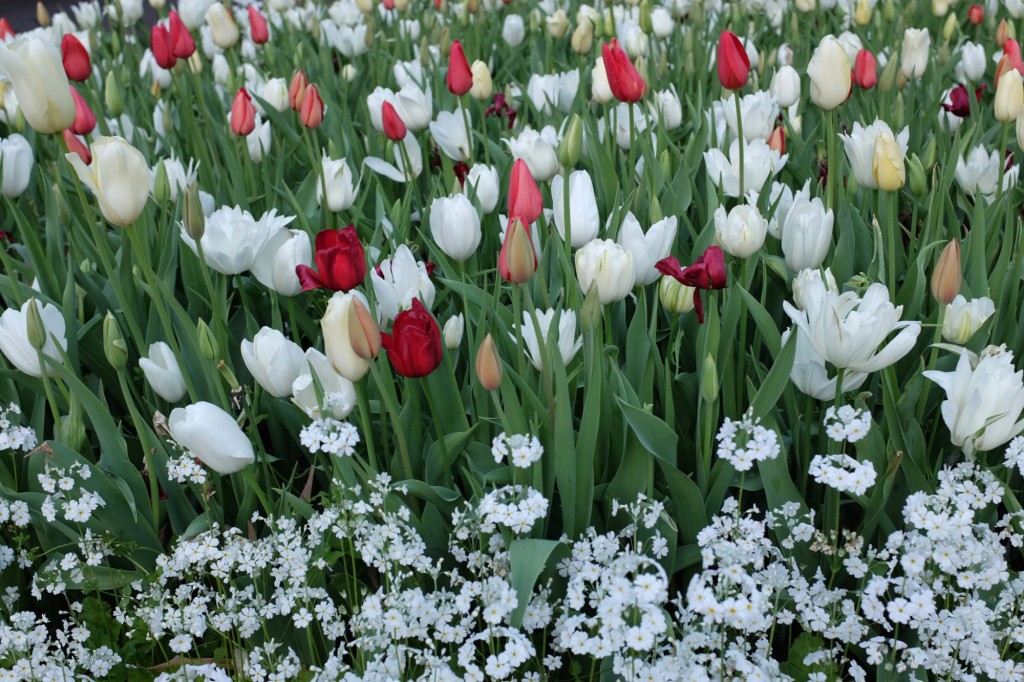 Sydney Harbour tulips