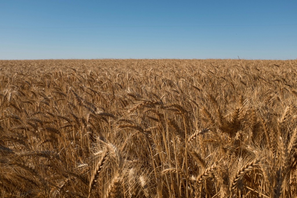 rural-victoria-wheat-field-3